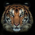 33683 Салфетка микрофибра с рисунком KAP-2020 RUS-007