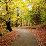 33687 Салфетка микрофибра с рисунком KAP-2020 RUS-011