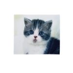 33625 Салфетка микрофибра с рисунком KAP-1518 OPP 32002 DAO